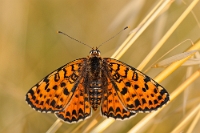 19910 Melitaea didyma (Didima)